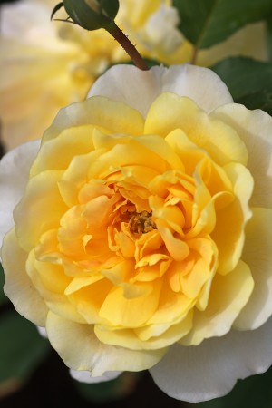 Yellow Rose
